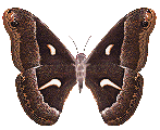 mariposa imagen animada 0037